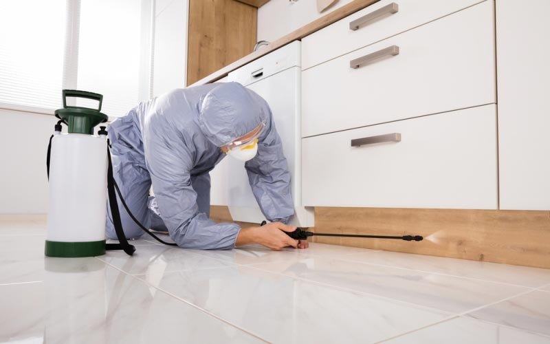 Yearly Home Termite Pest Control Service, in Delhi