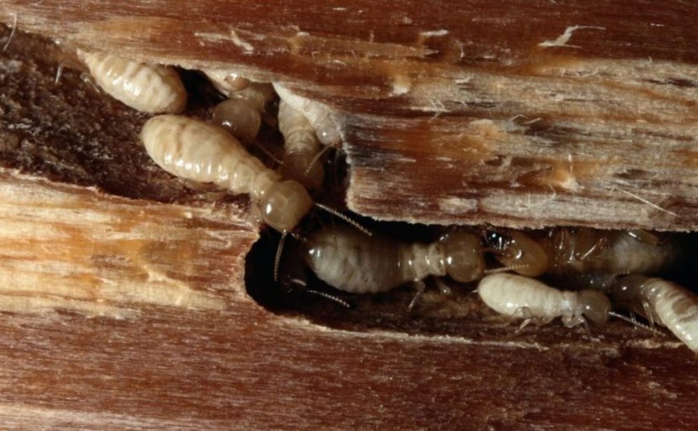 Chemical Treatment Chemical based Anti Termite Control Service