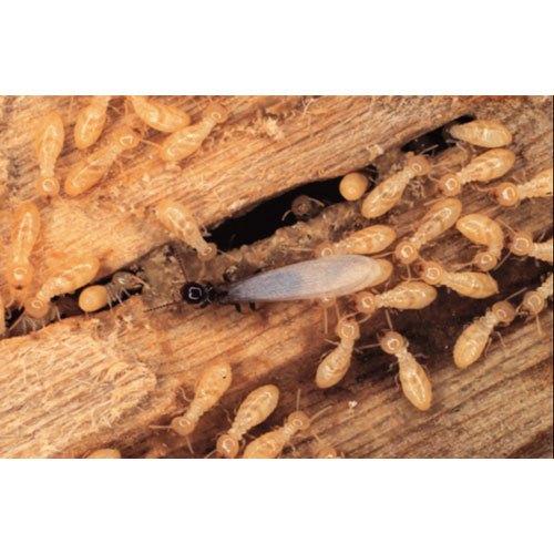 Termites Spray Termite Pest Control Service, in Rajasthan