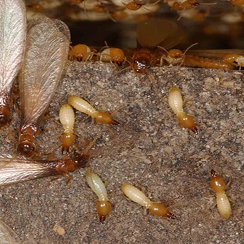 Monthly Herbal based Commercial Termite Pest Control Service, in Delhi NCR
