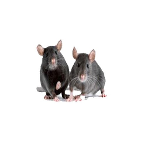 Monthly Residential Rodent Control Service, in Delhi Ncr