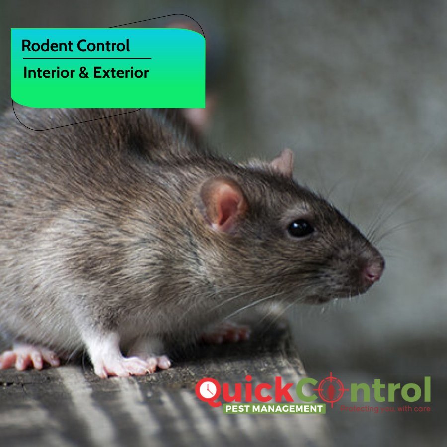 Commercial Chemical based Rodent Control Treatment, Bangalore