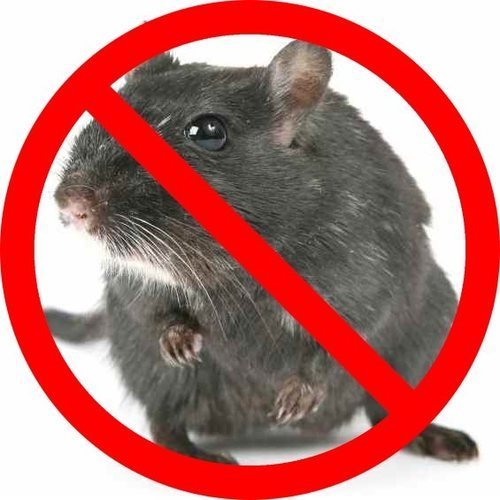 Onsite Rodent Control Service