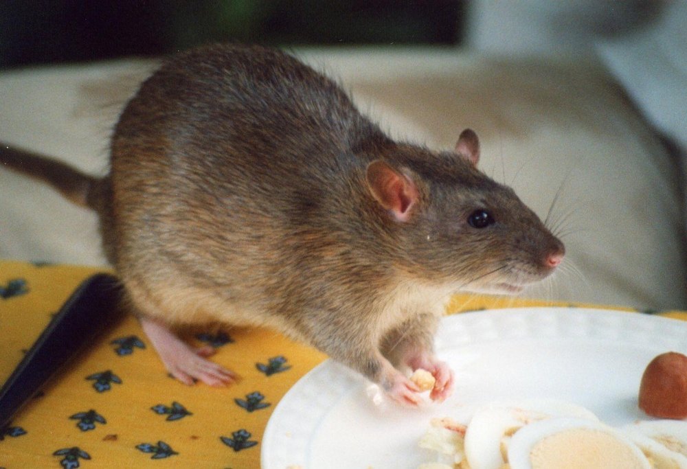 Rats Pest Control Services