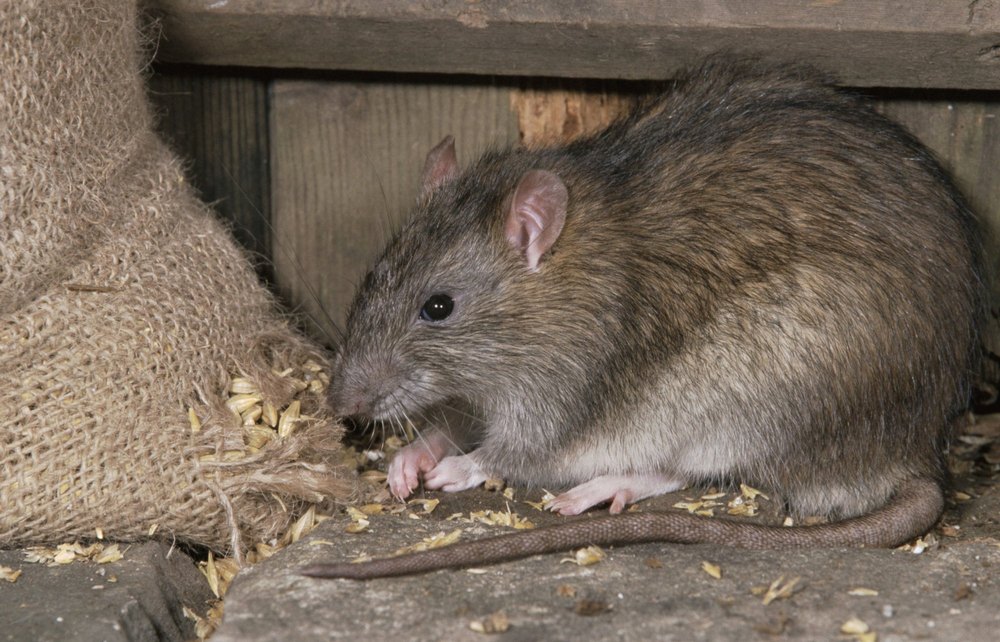 Rat Control Service