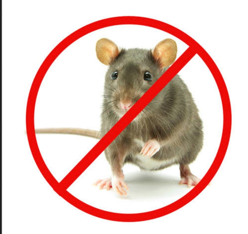 Industrial Chemical Treatment Rodent control service, Pan India