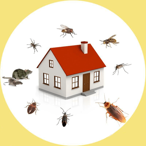 Rodent Control Services