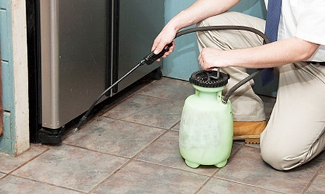 Rodent Control Service