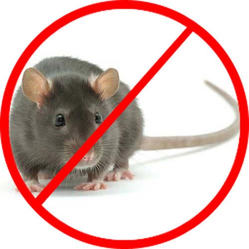 Rat Control Service