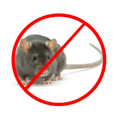 Pest Control Services Rat
