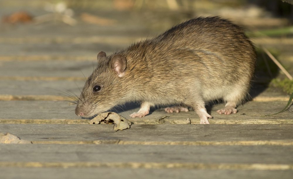 Rat Control Services
