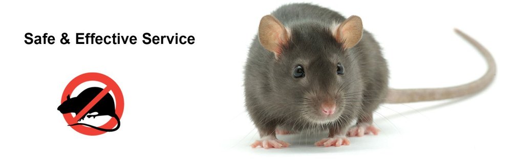 Rat pest Control Service
