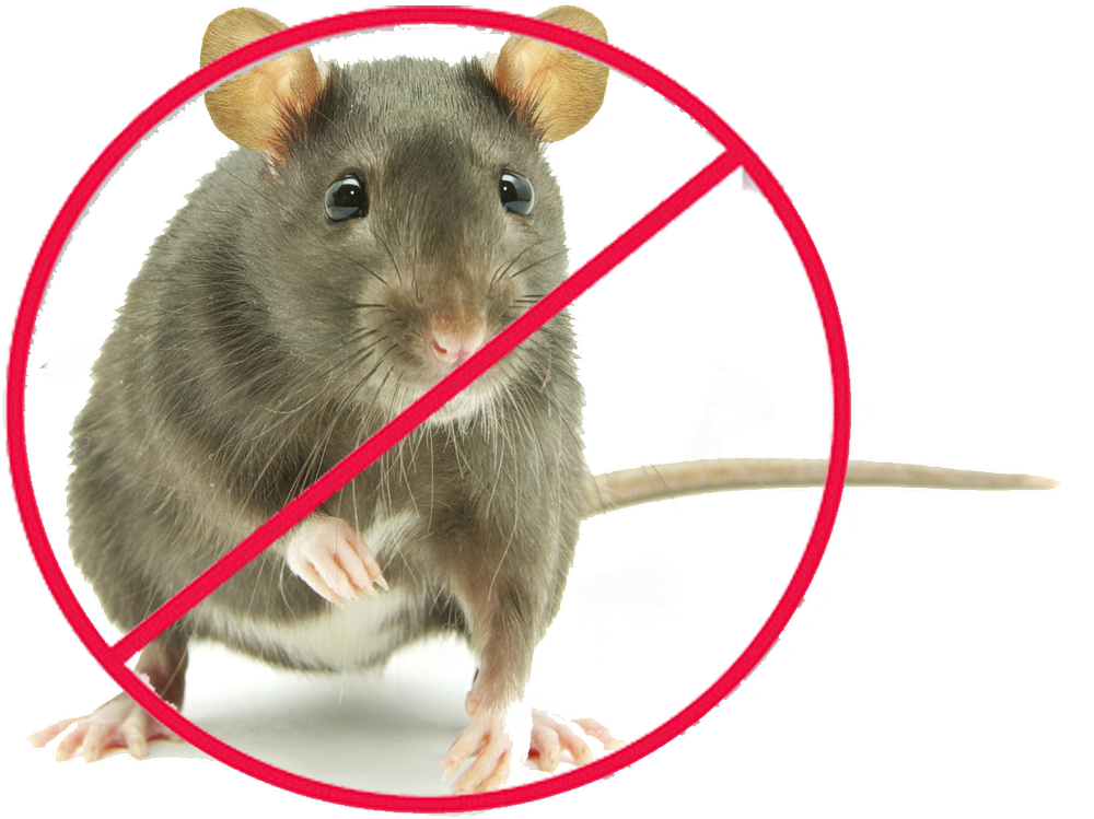 Rat Pest Control Service