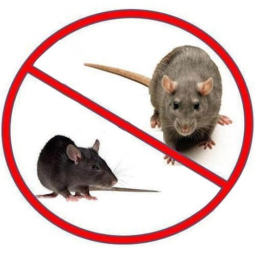 Rat Control Treatment
