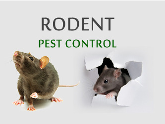 Industrial Spray Rodent Control Service, Rajasthan