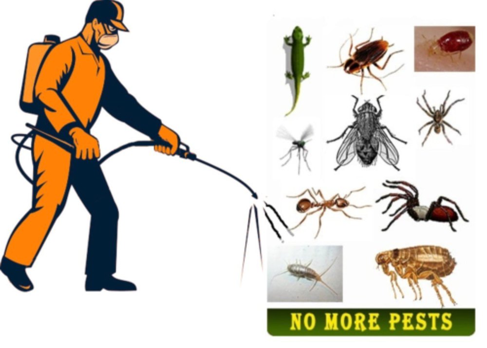 Chemical based Household Pest Control Services