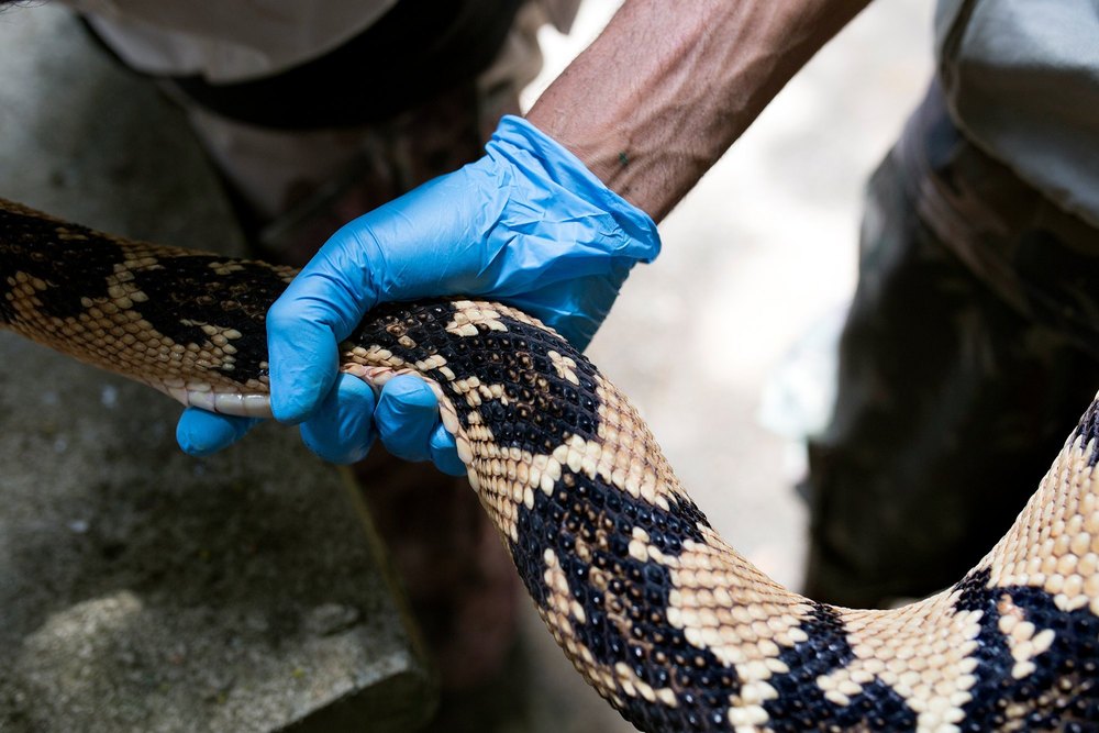 Snake Control Outer Service