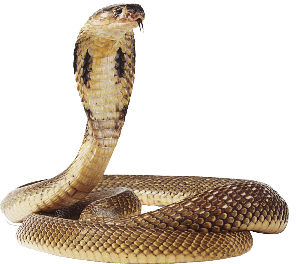 Snake Control Service