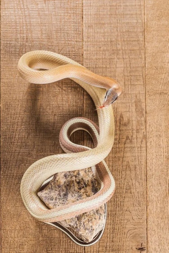 Snakes Pest Control Service