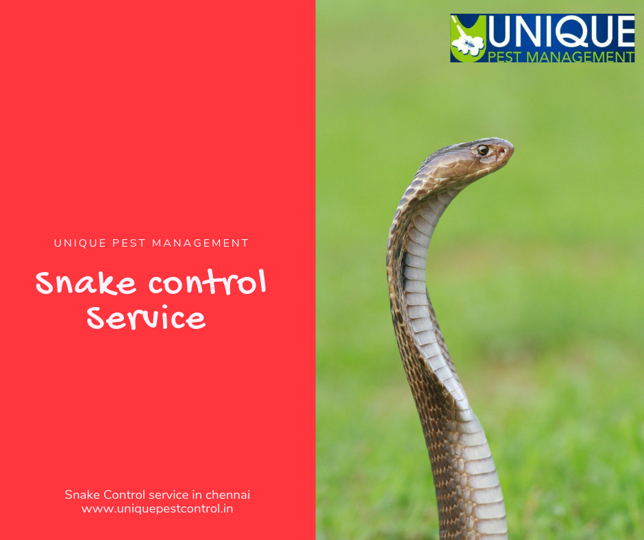 Outdoor Snake Control Service