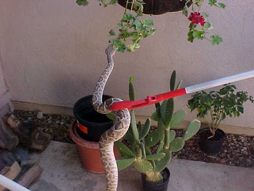 Snake Control Service