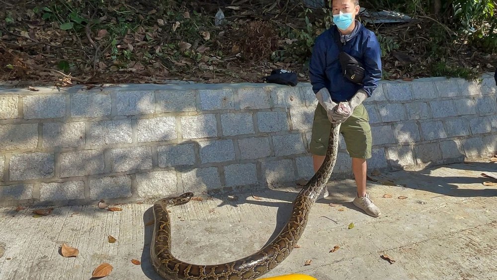 Snake Control Service