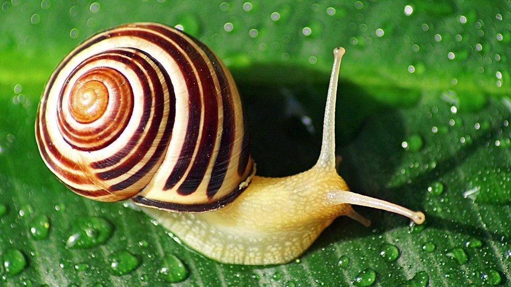 Home Spray Snail Control Service