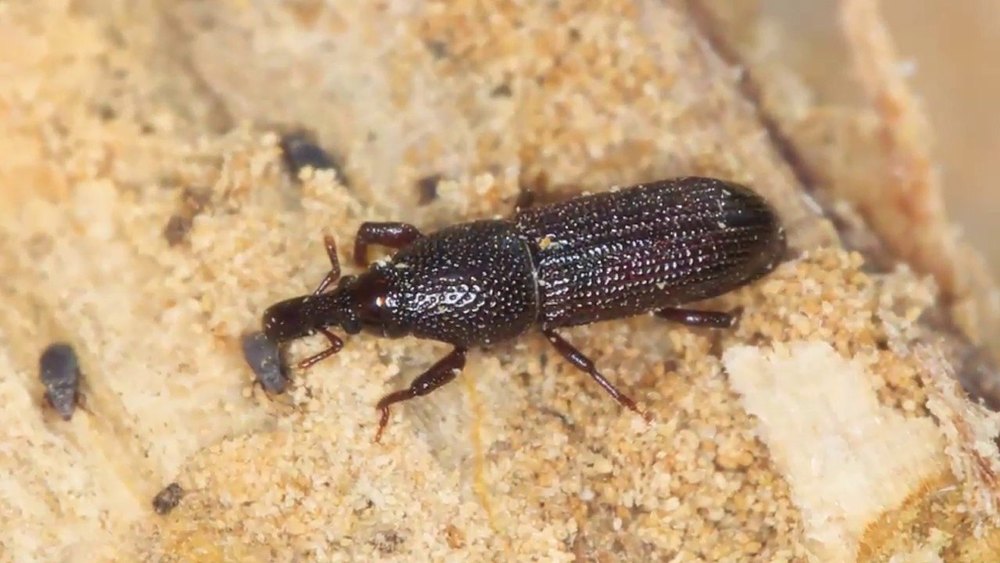 Chemical Treatment Wood Borer Pest Control Services, Rajasthan
