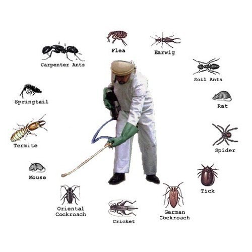 Yearly Home Pest Management, in Delhi NCR