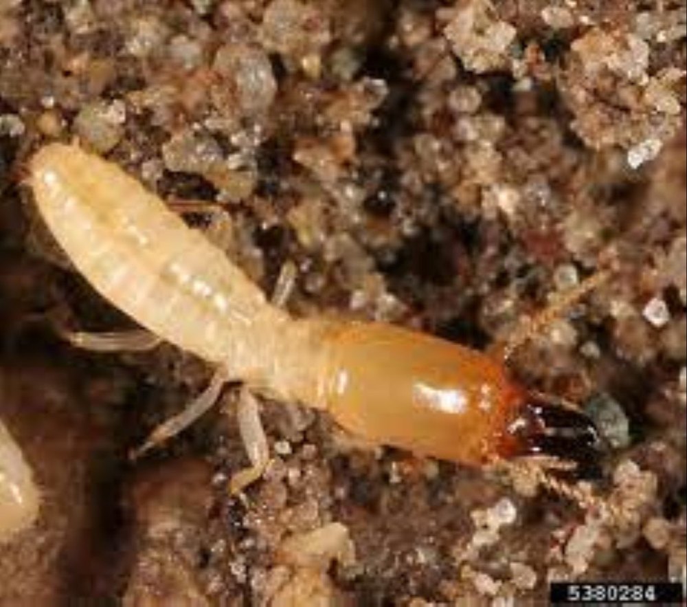 Termite Pest Control Service