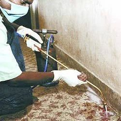 Carpet Pest Control Treatment Service
