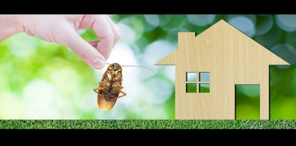 Monthly Commercial Herbal Pest Control Service, in Hyderabad