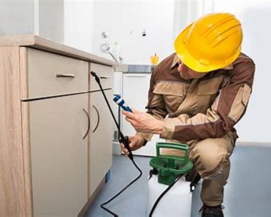 Cockroaches Pest Control Service