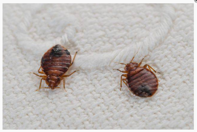 Monthly Residential Bed Bugs Pest Control Service, Bed Bugs Control, Delhi