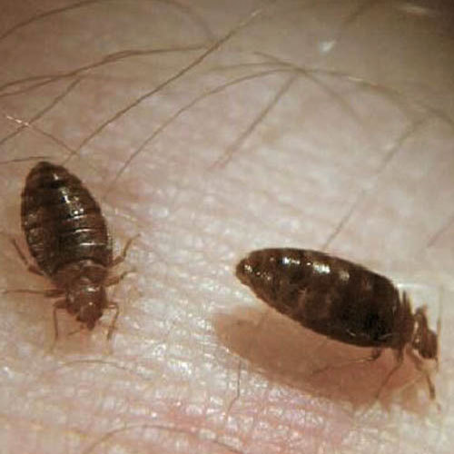 Bed Bugs Control Services