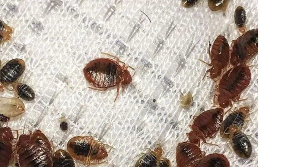 Bed Bugs Pest Control