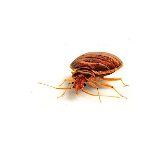 Residential Bed Bugs Control Service, In Delhi Ncr