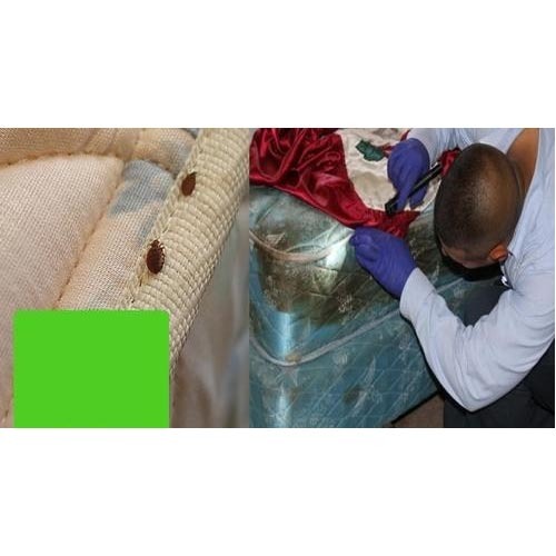 Bed Bug Control Service