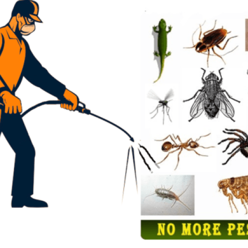 Bed Bugs Pest Control Service