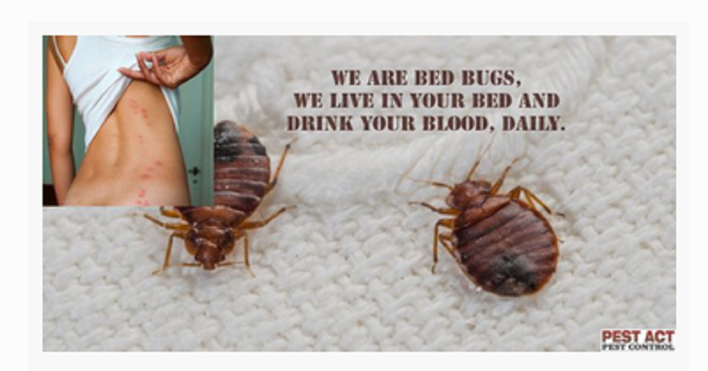 Bed Bugs Pest Control Service
