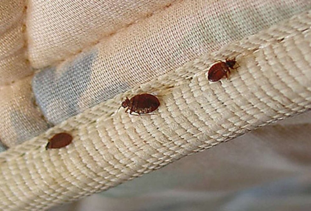 Bed Bugs Treatment Services