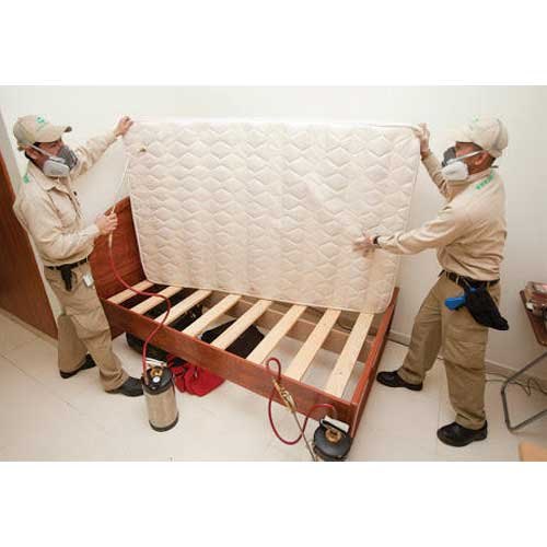 Bed Bugs Pest Control