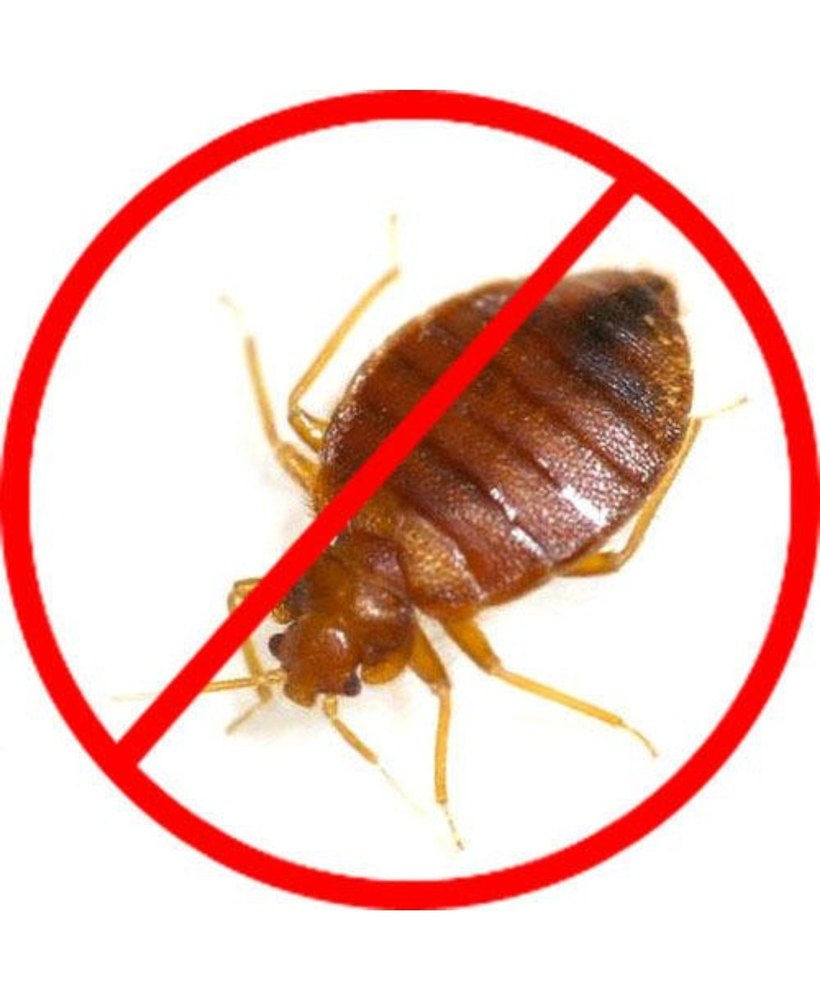 Bed Bugs Pest Control Service