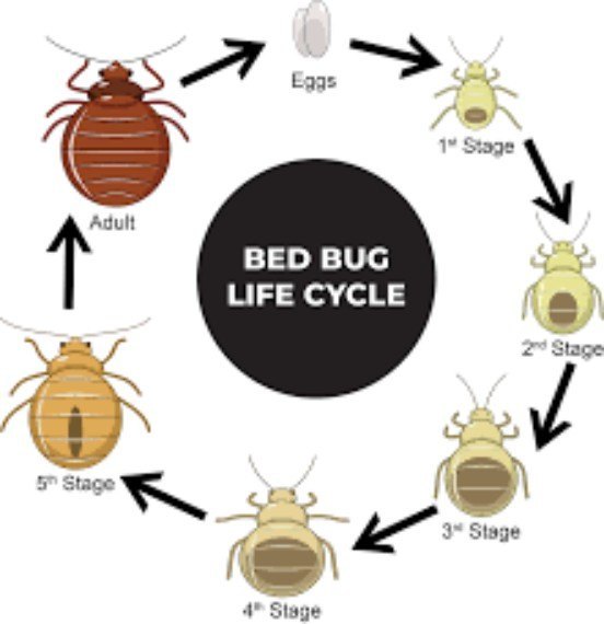 Chemical based Bed Bugs Pest Control