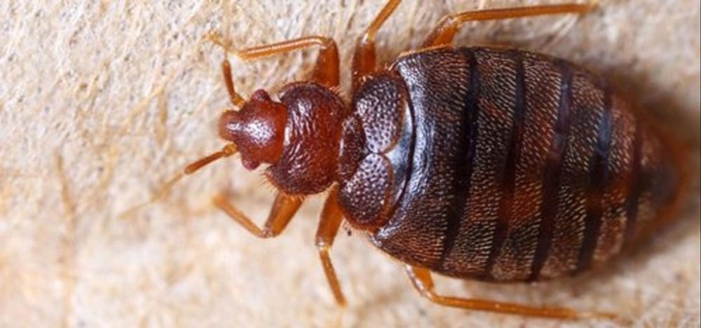 Commercial Bedbug Treatment Services
