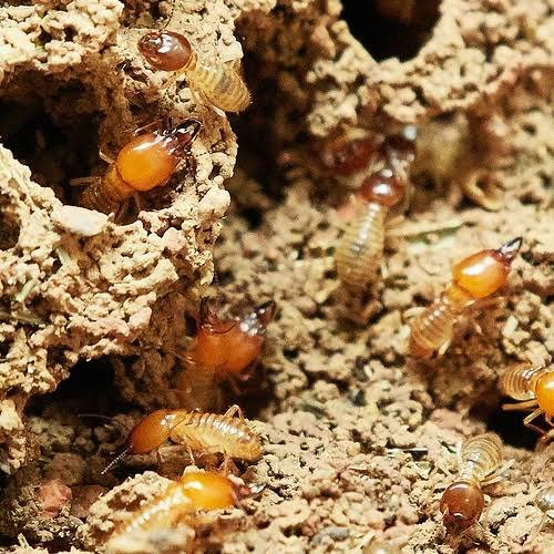 Home Herbal based Anti Termite Treatment, in Pune, Maharashtra