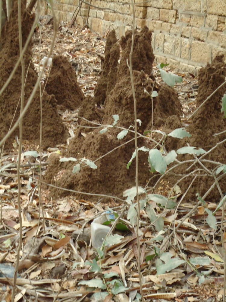 Anti Termite Soil Treatment