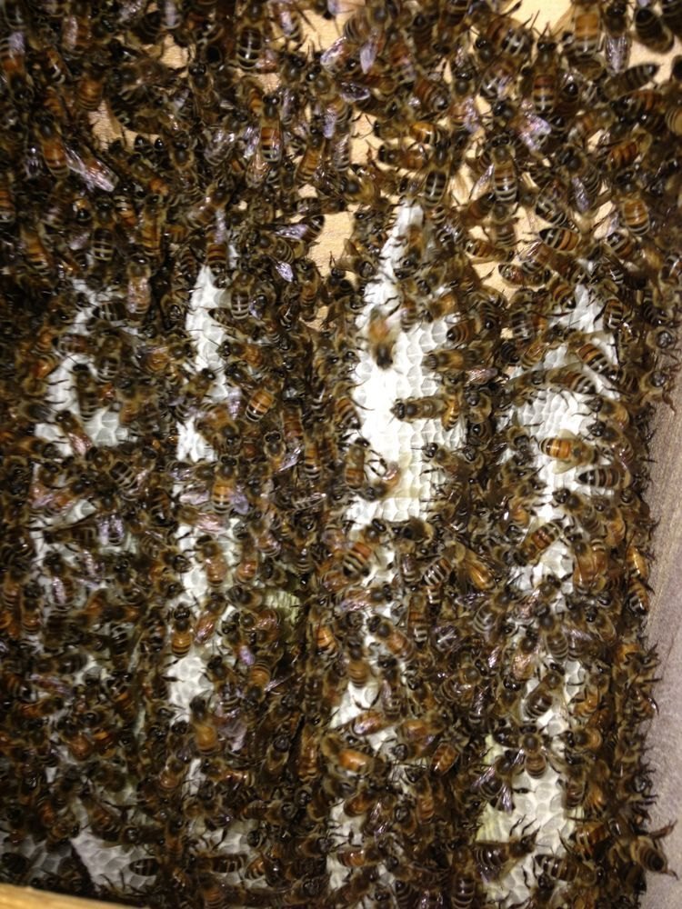 Commercial Fume-based Treatment Bee Hive Removal