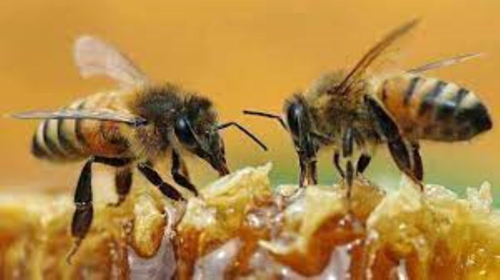 Honeybees Control Service