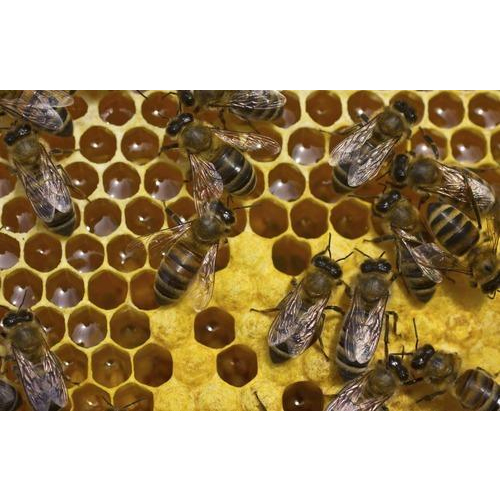 Bee Control Services